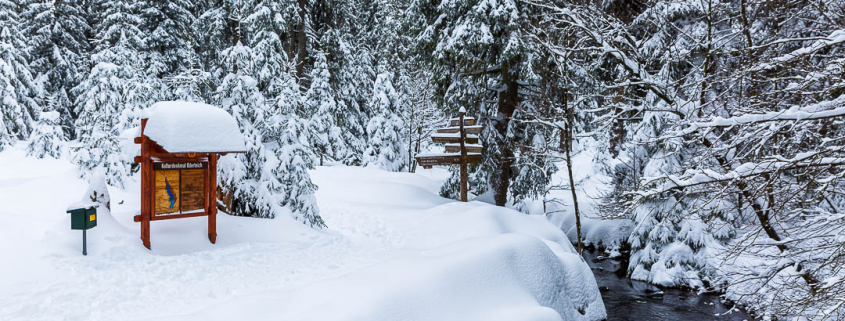 Fotowanderungen im Winter und Winter-Fotokurse im Harz